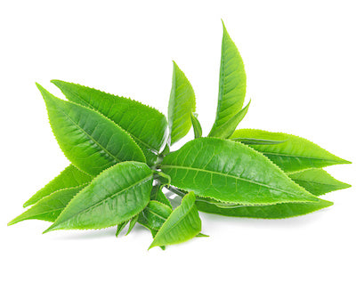 closeup of green tea leaves