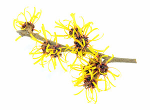 closeup of witch hazel branch with yellow flowers