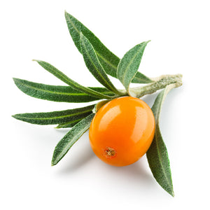 closeup of orange sea buckthorn berry on stem with green leaves