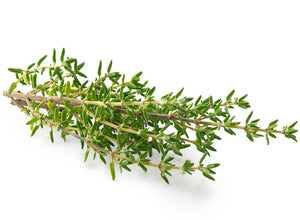 closeup of thyme plant