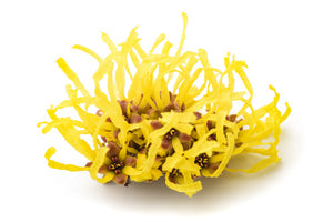 closeup of witch hazel flower yellow and brown